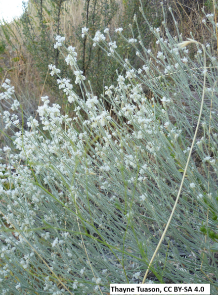 Snow Buckwheat
