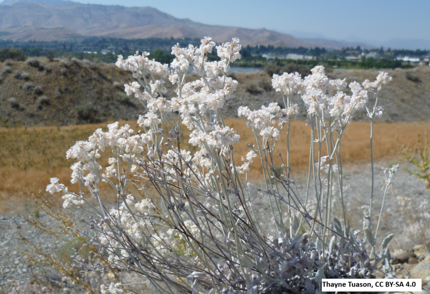 Snow Buckwheat