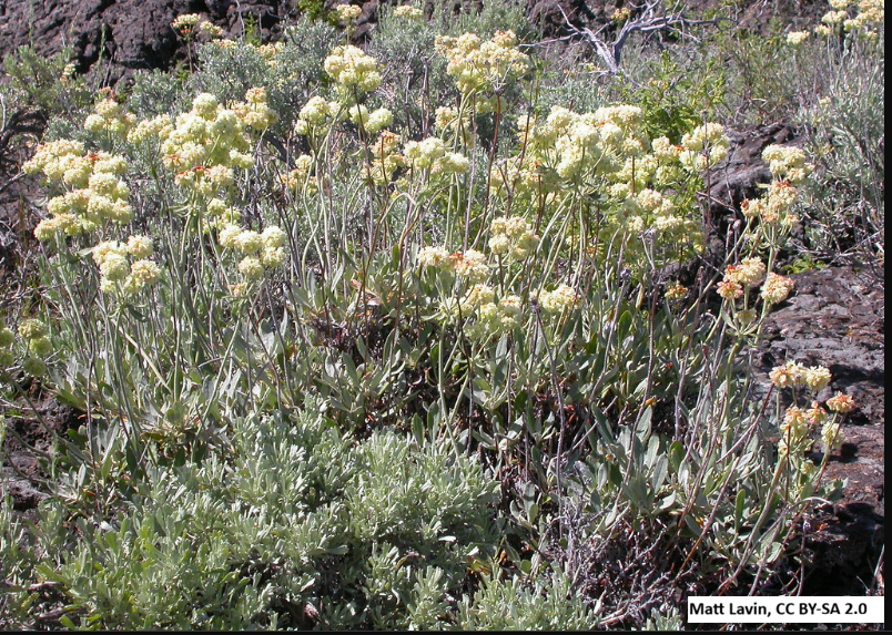 Shrub Steppe plant collection