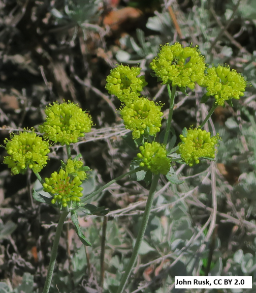 Sulphur Flower Buckwheat