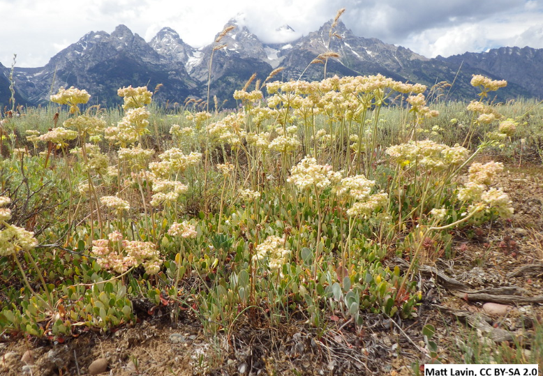 Sulphur Flower Buckwheat