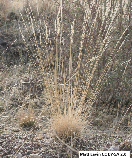 Shrub Steppe plant collection