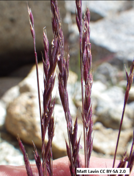 Idaho Fescue
