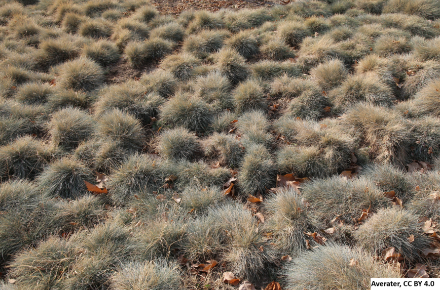 Blue Fescue