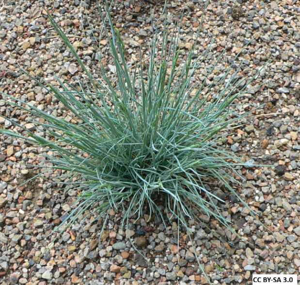 Blue Fescue