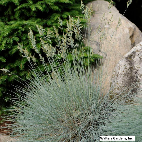 Elijah Blue Fescue