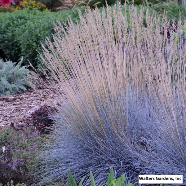 Elijah Blue Fescue