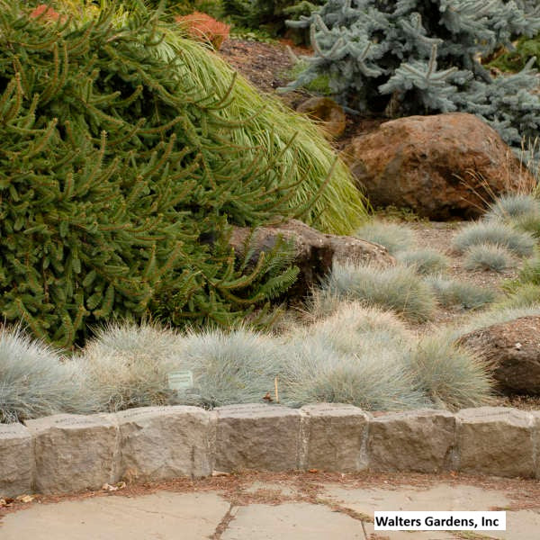 Elijah Blue Fescue