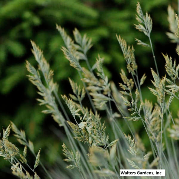 Elijah Blue Fescue