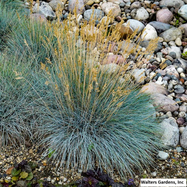 Elijah Blue Fescue