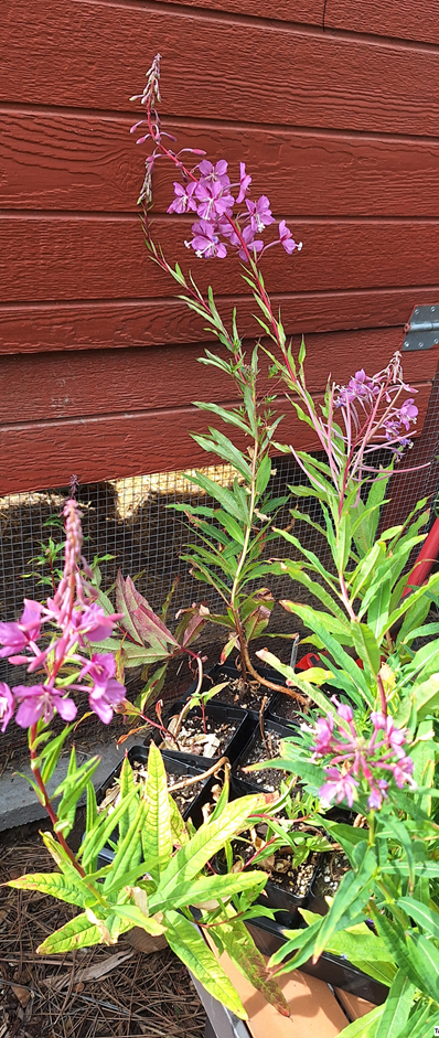 Fireweed