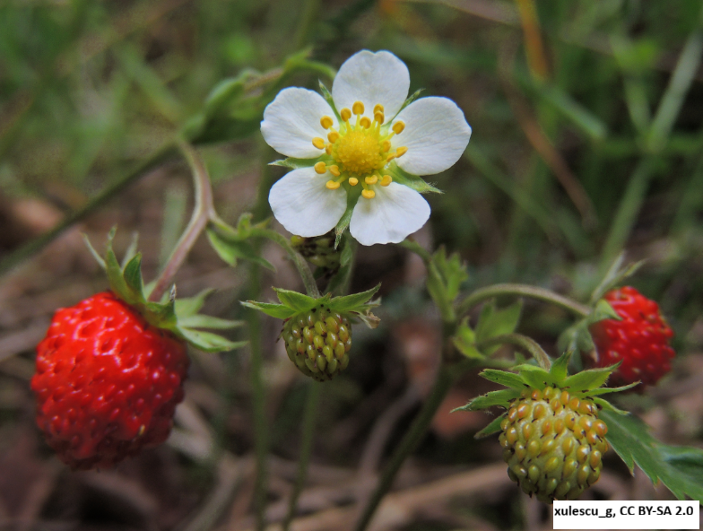 Woodland Strawberry