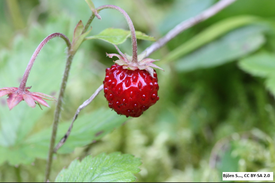 Woodland Strawberry