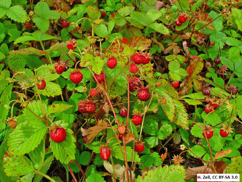 Woodland Strawberry