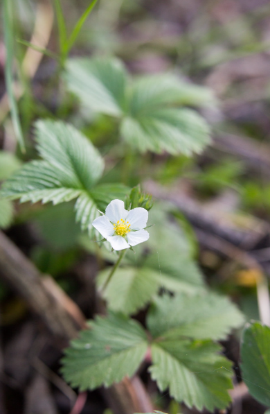 Wild Strawberry