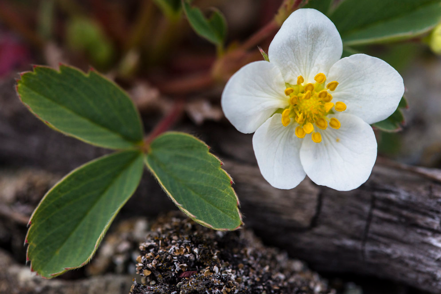 Wild Strawberry