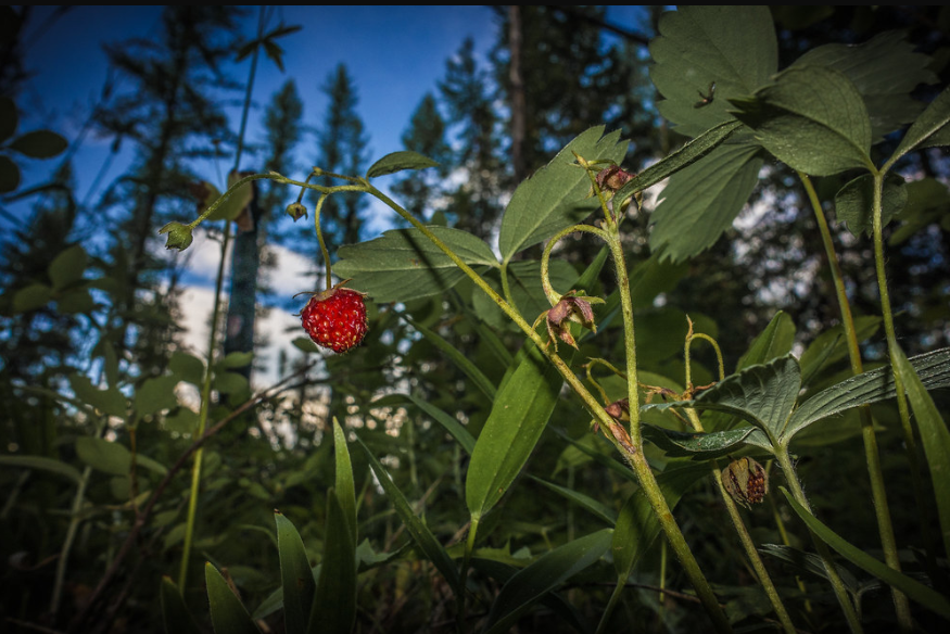 Wild Strawberry