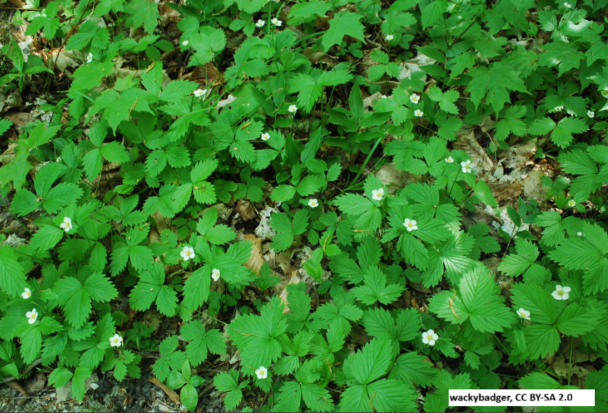 Wild Strawberry
