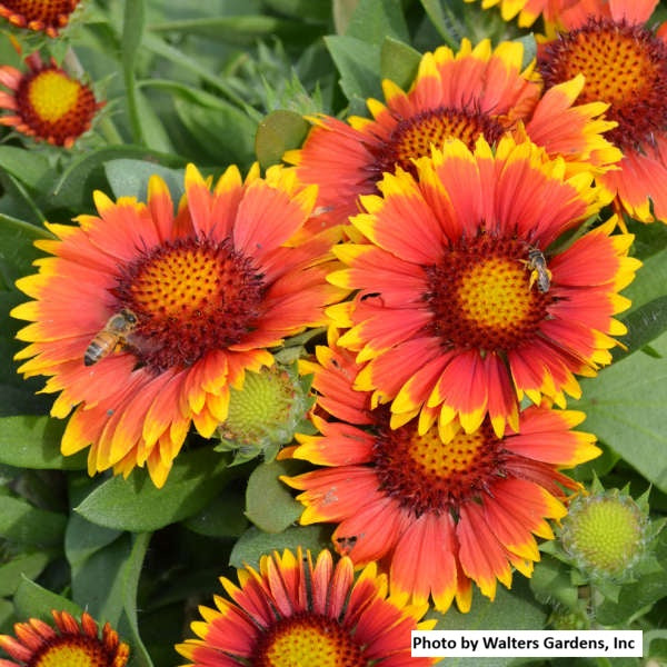 Blanket Flower 'Arizona Sun'