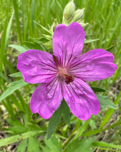 Sticky Geranium