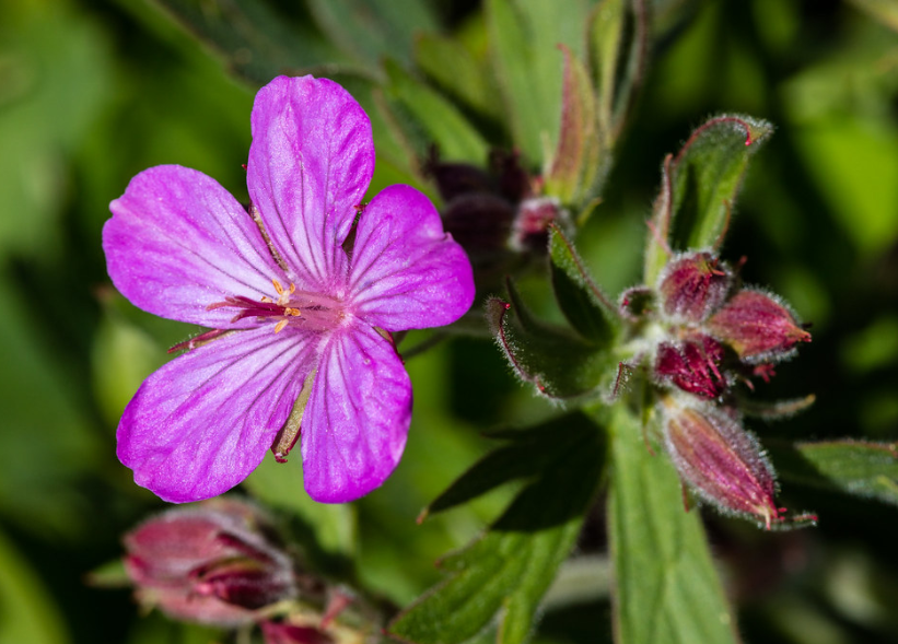 Sticky Geranium