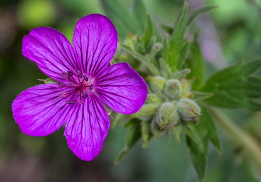 Sticky Geranium