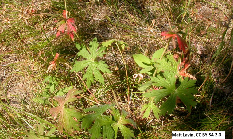 Sticky Geranium