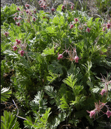 Prairie Smoke