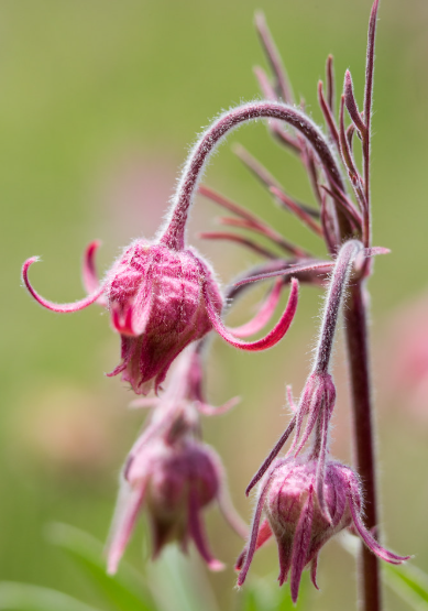 Prairie Smoke