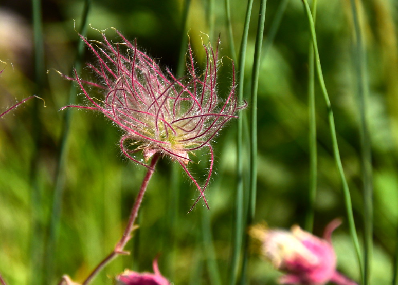 Prairie Smoke