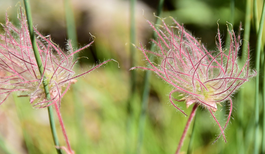 Prairie Smoke