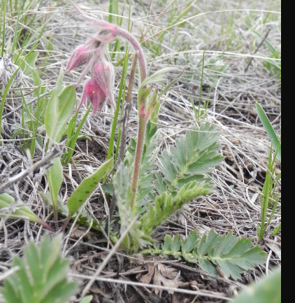 Prairie Smoke