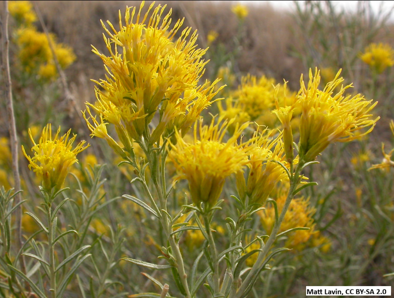 Gray Rubber Rabbitbrush