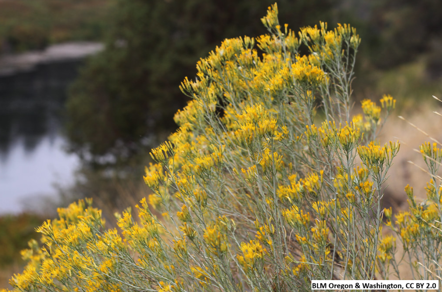 Gray Rubber Rabbitbrush
