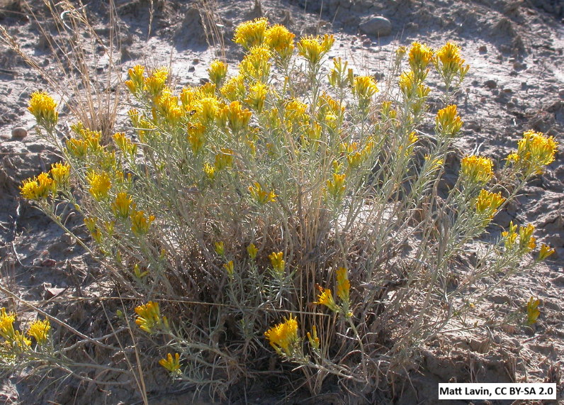 Gray Rubber Rabbitbrush