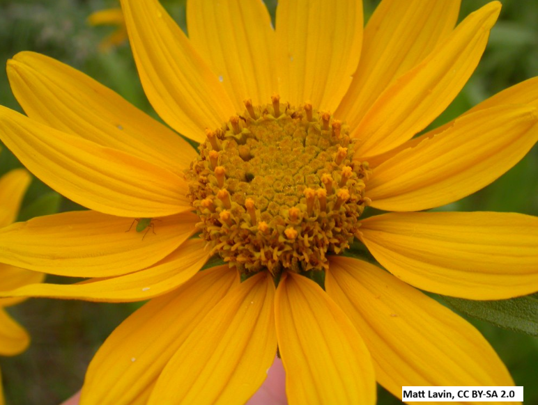 Little Sunflower