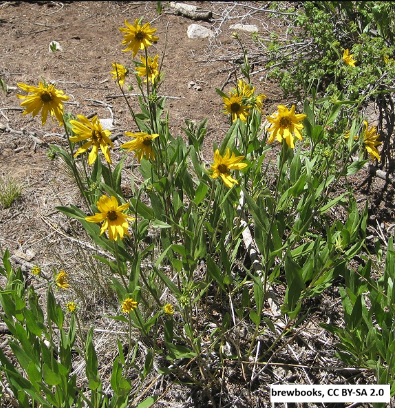Little Sunflower