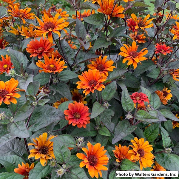 False Sunflower - var. scabra 'Bleeding Hearts'