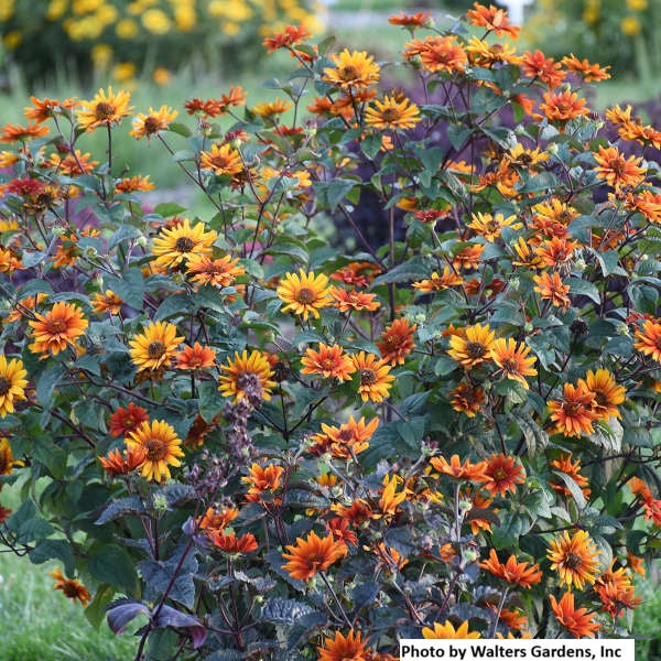 False Sunflower - var. scabra 'Bleeding Hearts'