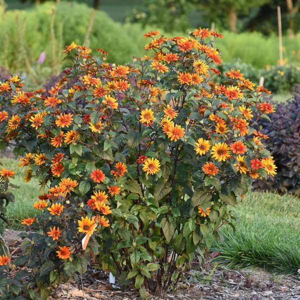 False Sunflower - var. scabra 'Bleeding Hearts'