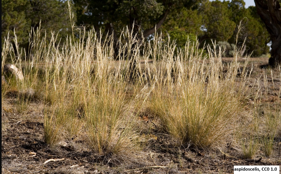 Needle and Thread Grass