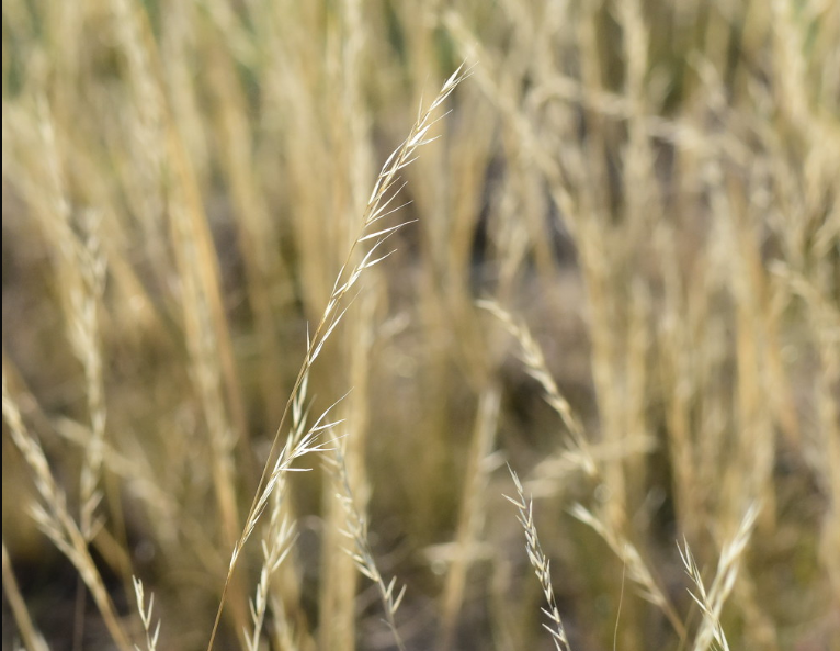Needle and Thread Grass