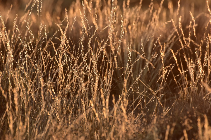 Needle and Thread Grass