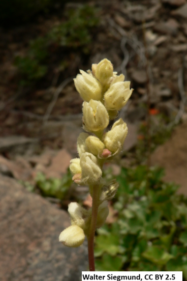 Roundleaf Alumroot