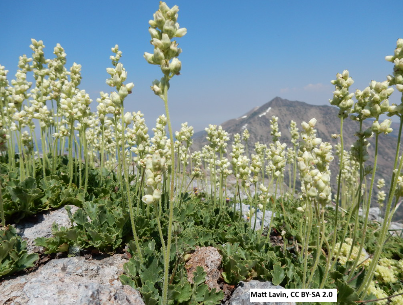 Roundleaf Alumroot