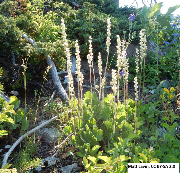 Roundleaf Alumroot