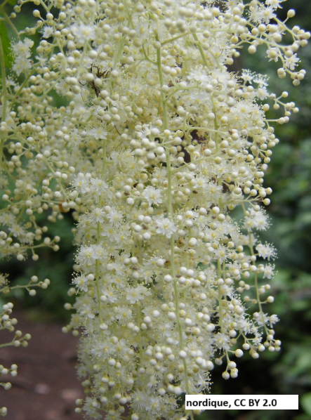 Oceanspray