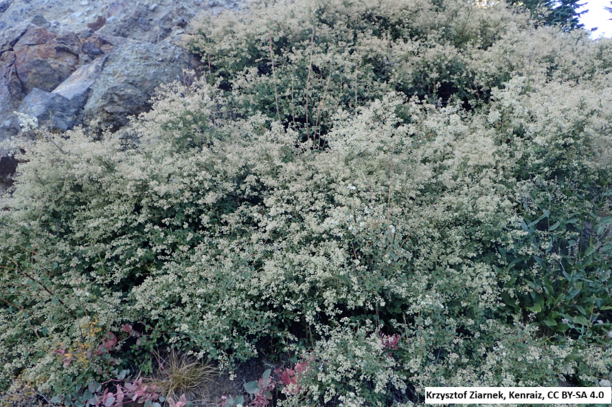 Oceanspray