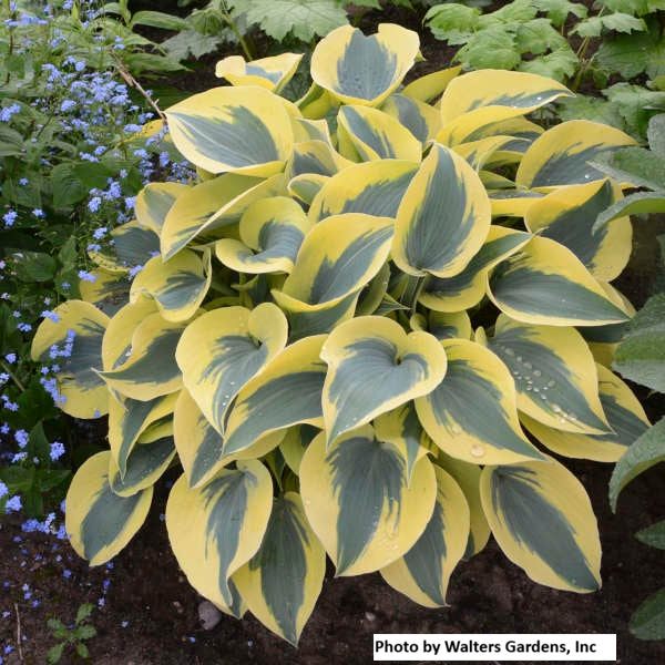 Hosta var. 'Autumn Frost'