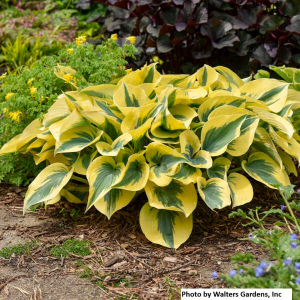 Hosta var. 'Autumn Frost'